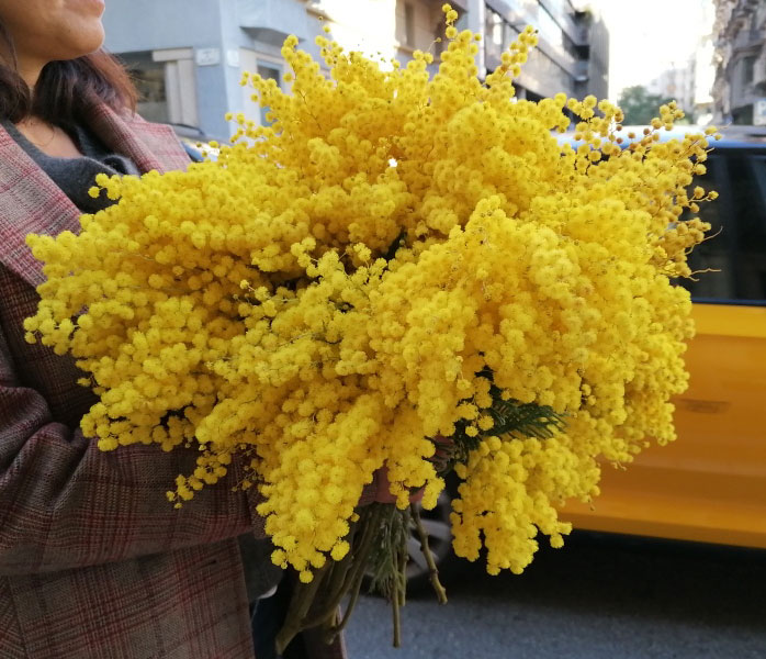 RAMO DE MIMOSA "FLAMME" 1 ramo-flores-mimosa-barcelona