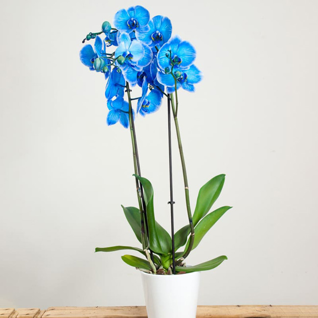 Planta Orquidea Azul 2 Comprar orquidea azul barcelona