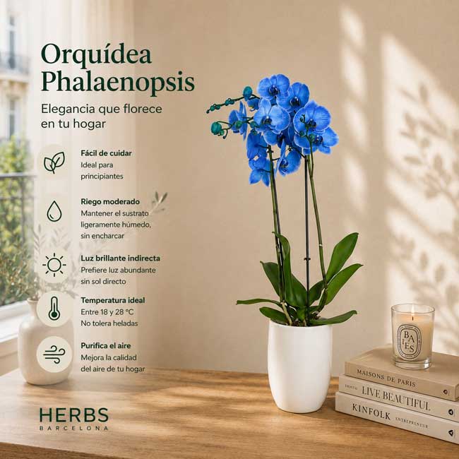 Planta Orquidea Azul 1 Planta Phalaenopsis orquidea azul
