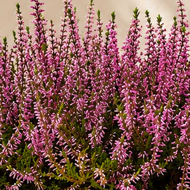 Jardinera con 3 plantas de Erica 3 Plantas de erica online