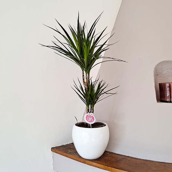 Planta Dracaena Marginata 2 Comprar Planta dracaena