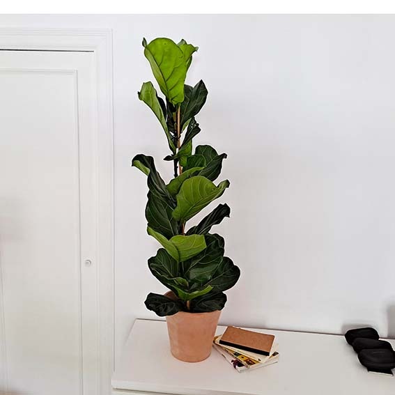 Planta Ficus Lyrata 2 Ficus lyrata barcelona