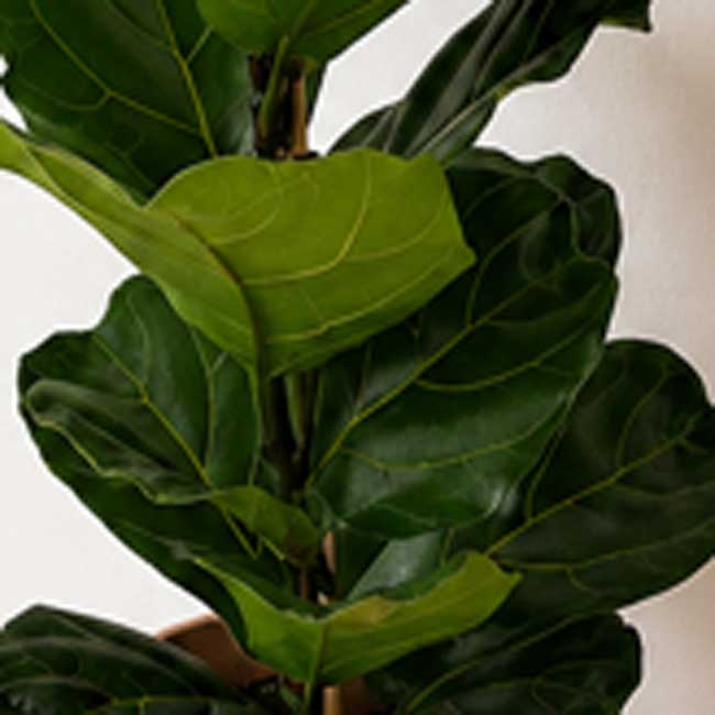 Planta Ficus Lyrata 3 Planta de ficus lyrata a domicilio