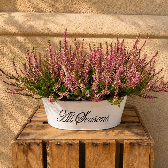 Jardinera con 3 plantas de Erica 2 Comprar jardinera con ericas