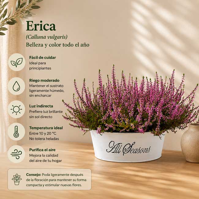 Jardinera con 3 plantas de Erica 1 Jardinera con plantas de Brezo Ericas
