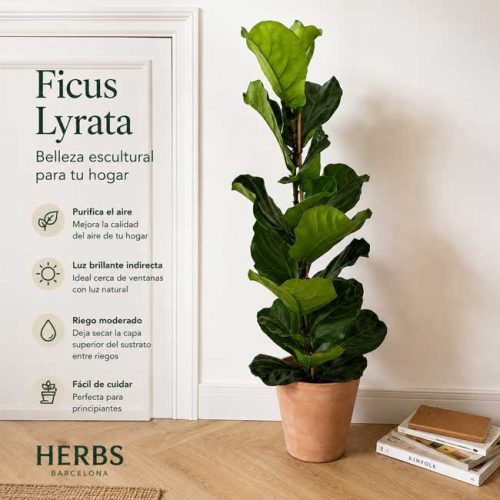 Comprar-ficus-lyrata-barcelona