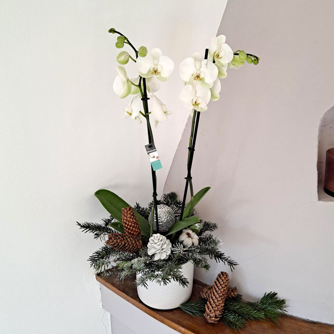 COMPOSICIÓN NAVIDEÑA CON ORQUIDEA BLANCA 1 orquidea-navidad-barcelona