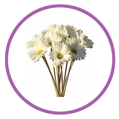 Personalizar flores 11 gerbera 1