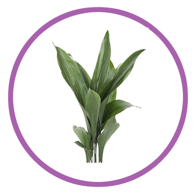 Personalizar flores 27 hojas aspidistra
