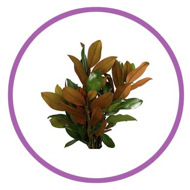 Personalizar flores 25 magnolia