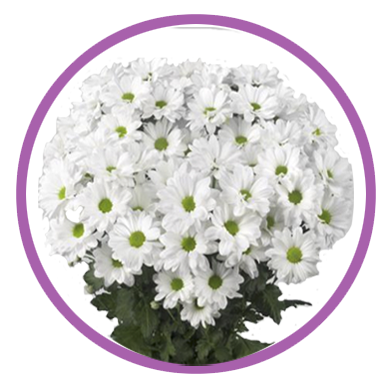 Personalizar flores 13 margaritas blancas barcelona