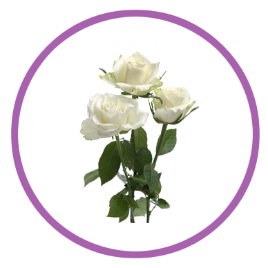 Personalizar flores 12 rosas blancas