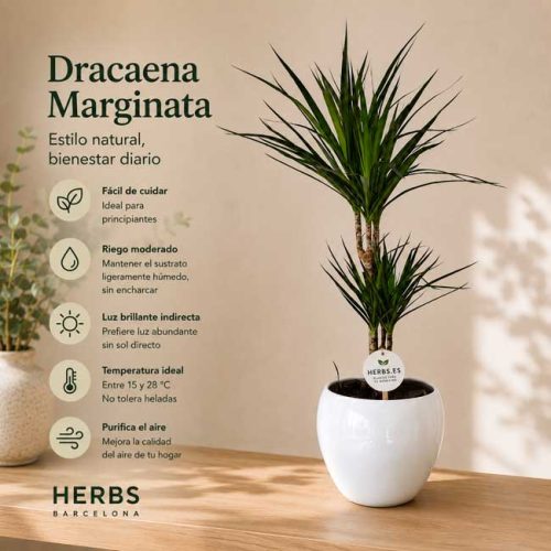 Planta dracaena marginata a domicilio