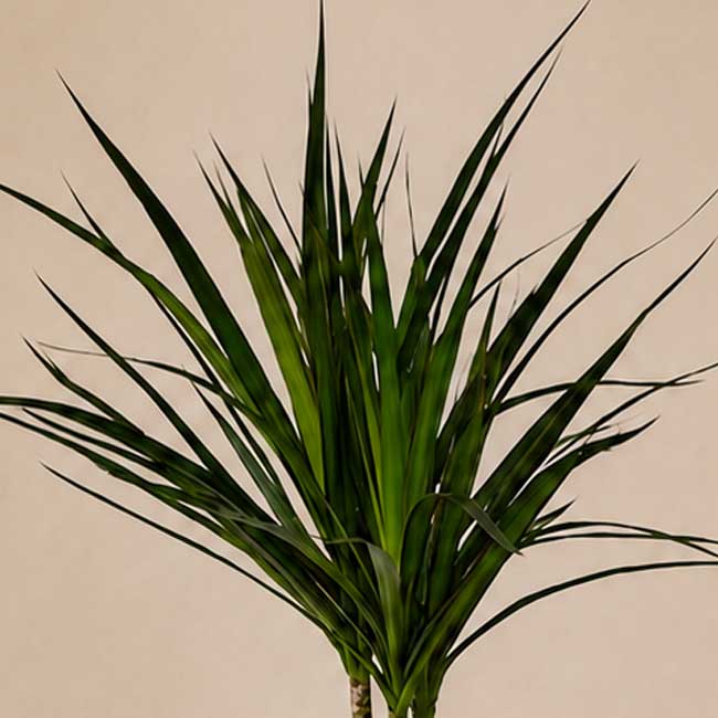 Planta Dracaena Marginata 3 Planta Dracaena Marginata - Imagen 3