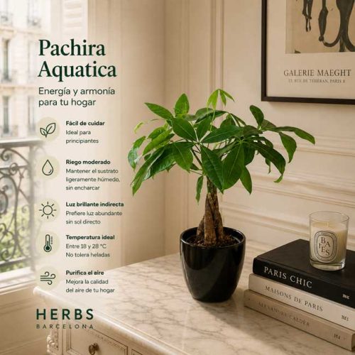 Pachira aquatica de interior