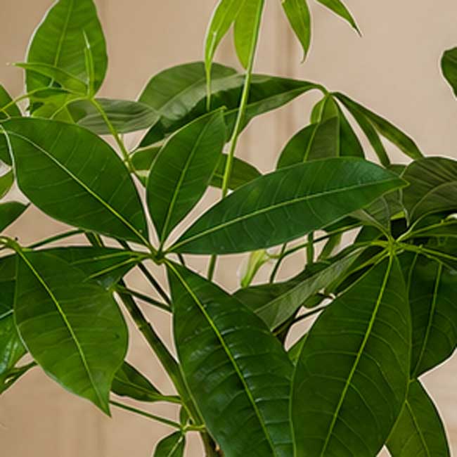 Planta Pachira Aquatica 3 Comprar una pachira aquatica en Barcelona