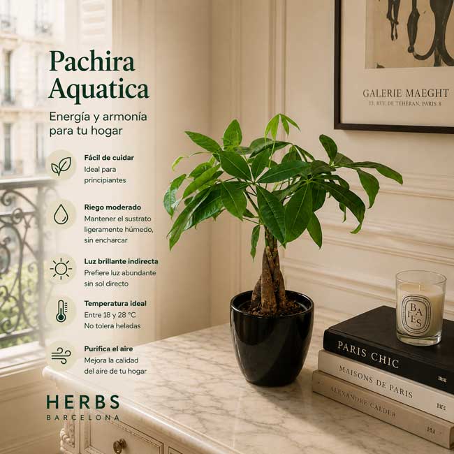 Planta Pachira Aquatica 1 Pachira aquatica de interior