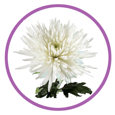 Personalizar flores 15 anastasia flores