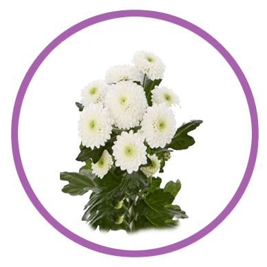 Personalizar flores 17 margarita boton 1