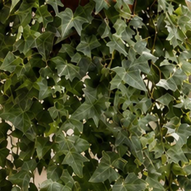 Planta de Hiedra 3 Planta para balcones hiedra