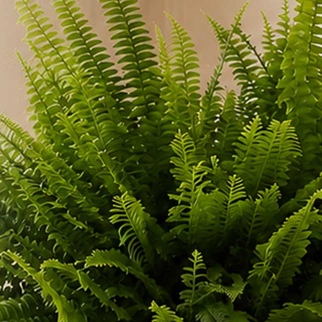 Planta de Helecho 3 Planta de Helecho - Imagen 3