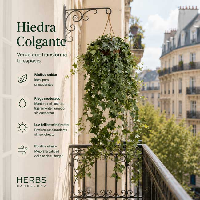 Planta de Hiedra 1 Planta de colgar hiedra