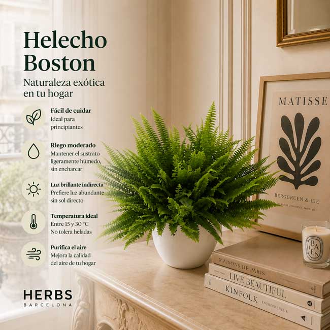 Planta de Helecho 1 Planta Helecho Boston