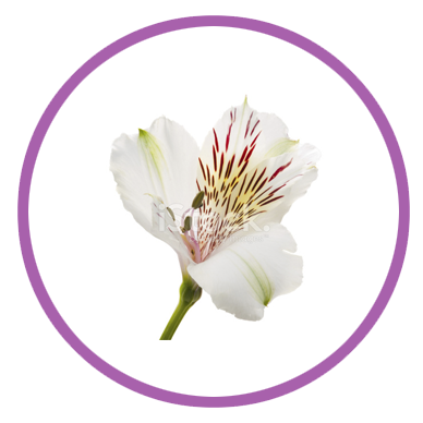 Personalizar flores 18 alstromerias ramos