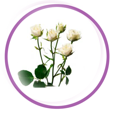 Personalizar flores 19 mini rosas pitimini