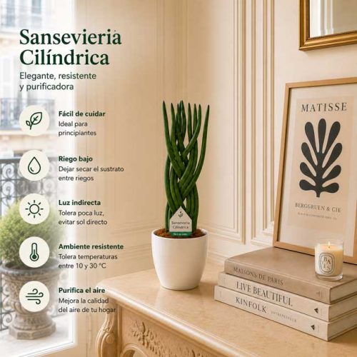 Planta sansevieria cylindrica