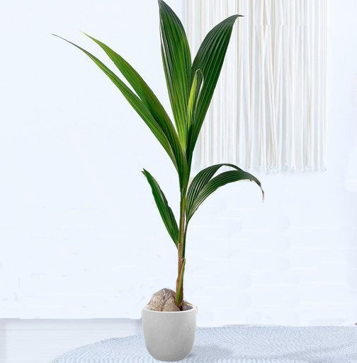 Palmera coco