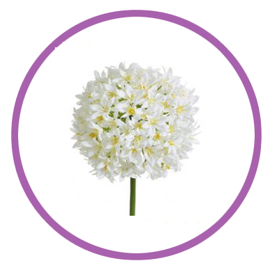 Personalizar flores 21 Allium