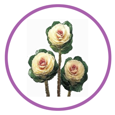 Personalizar flores 16 coles