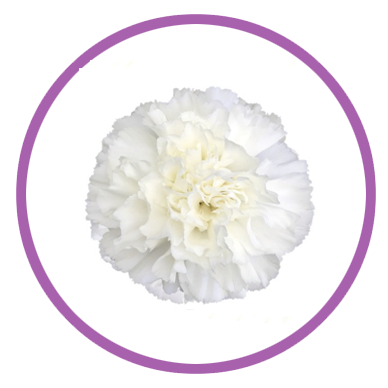 Personalizar flores 22 Clavel