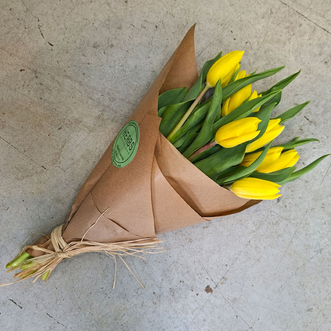 10 Tulipanes Amarillos 3 tulipan-amarillo