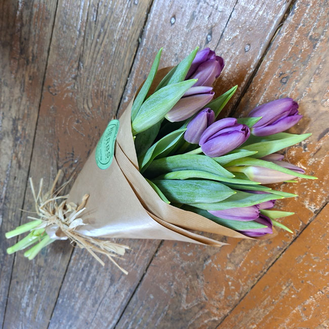 10 Tulipanes Lilas 2 tulipan-lila